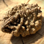 Side view of 2 Mukhi South Indian Rudraksha on wooden block with blurred background showing natural twin-faced groove