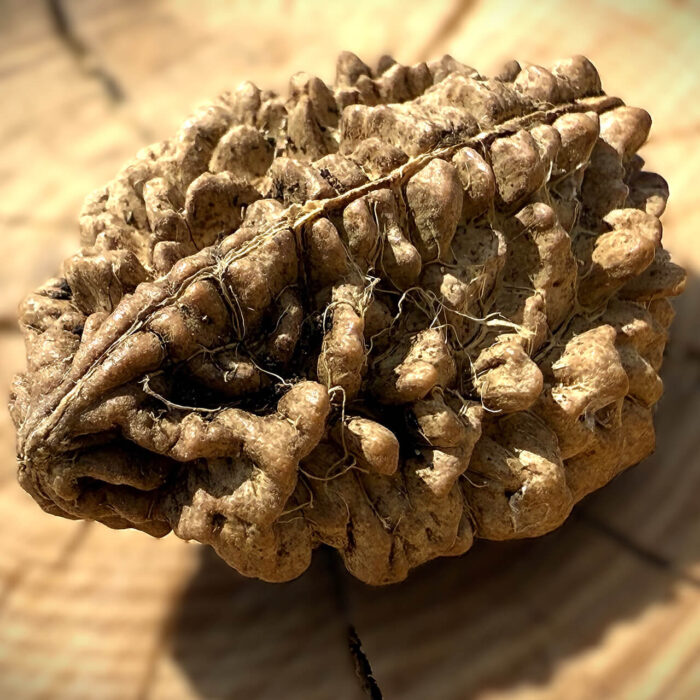 Side view of 2 Mukhi South Indian Rudraksha on wooden block with blurred background showing natural twin-faced groove